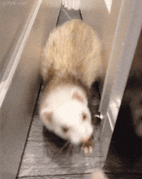 Ferret GIF
