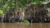 savage kingdom big cat week GIF by Nat Geo Wild 