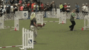 dogs diesel GIF by Digg