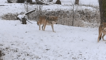 Zoo Animals Enjoy Winter Season Near Chicago