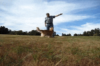 Jumping Golden Retriever GIF