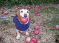 Dog Apple GIF