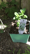 plant a seed earth GIF by Cloud9