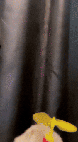 swebdev01  GIF