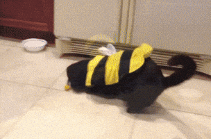 Honey Bee Want GIF