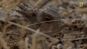 Bear Grylls Arizona GIF by National Geographic Channel