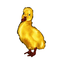 Dance Duck Sticker