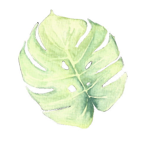 Plant Monstera Sticker