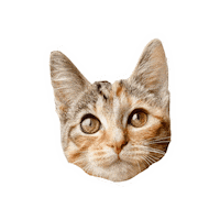 Maudjeandco cat kitten kat katten Sticker