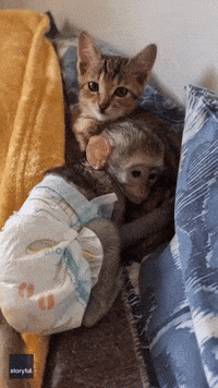 Orphaned Baby Monkey and Rescue Kitten Become Inseparable Friends