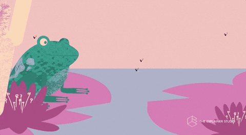 Animation Frogs GIF by The Explainer Studio