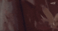 Woman Brazil GIF by Mirror