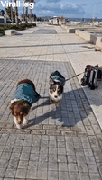 Dog Pulls Cats Along in Rolling Backpack