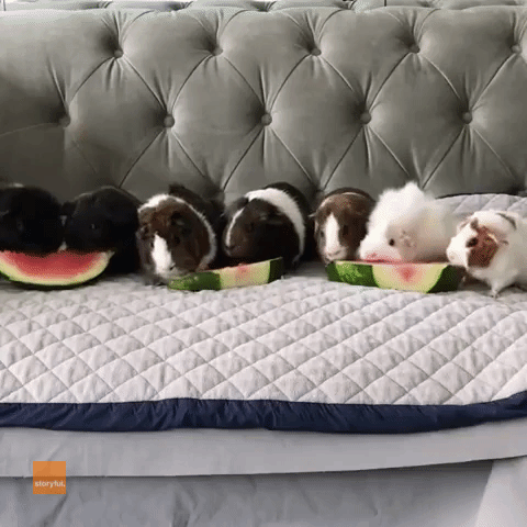Guinea Pigs Enjoy Watermelon Snack