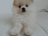 jankakopecna  GIF