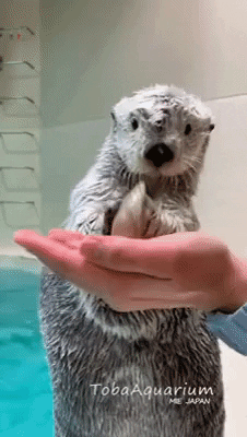 cuteanimalland giphyupload GIF