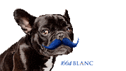 1664Blanc Sticker by Tuborg