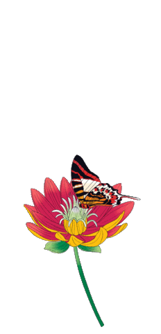 flower butterfly Sticker by Adriana Barra