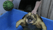 not GIF