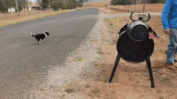 Border Collie Pups Mistake Mailbox for Cow as They Hilariously Try to Round it Up