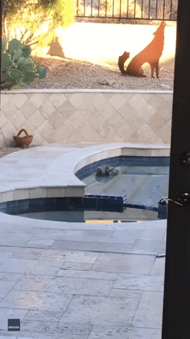 Owl Takes a Pool Plunge to Beat the Heat in Phoenix