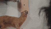 New York Comedy GIF by HBO