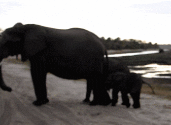 stomp GIF