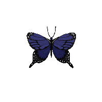 Purple Butterfly Sticker