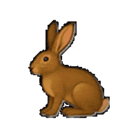 Lucky You Rabbit Sticker by Suerte Tequila