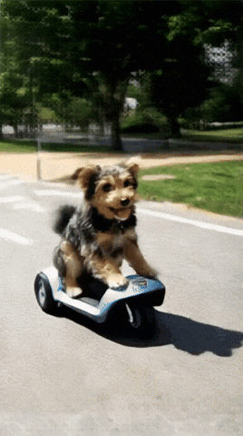 Perritos GIF