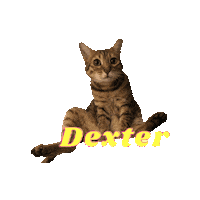Cat Dexter Sticker by Lil Bee's Bohemian