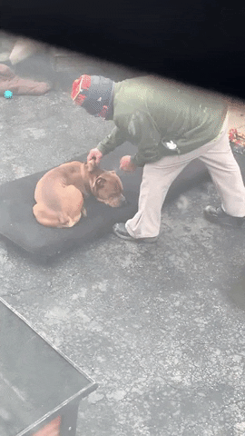 cuteanimalland giphyupload GIF