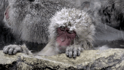 symphony for our world GIF by Nat Geo Wild 