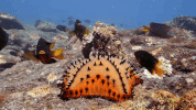 symphony for our world GIF by Nat Geo Wild 