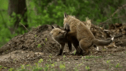 symphony for our world GIF by Nat Geo Wild 