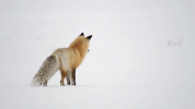 symphony for our world GIF by Nat Geo Wild 