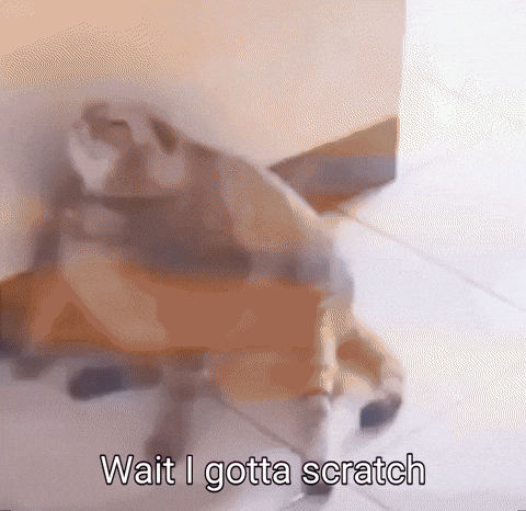 Cat Scratch GIF