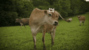 avenuebeat delight avenue beat GIF
