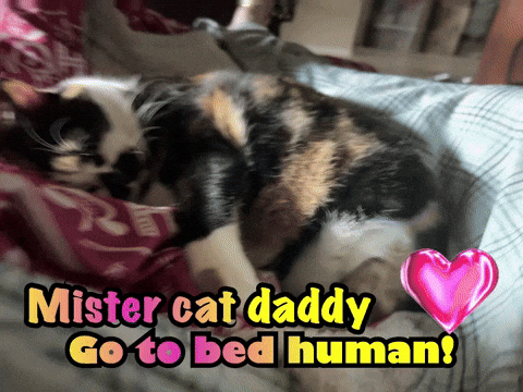 jeremyhyde627ac136f06448b08fd84066bbcb6435 giphyattribution go to bed human mister cat daddy GIF