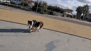 Pair Of Skilled Pups On Skateboard GIF by ViralHog