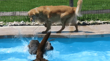Group of Dogs Have Time of Their Lives in Swimming Pool