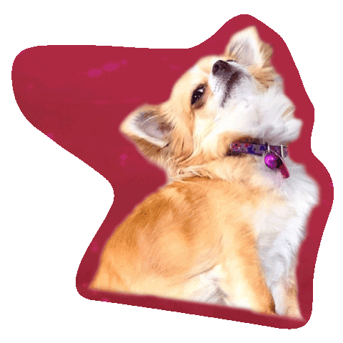 Meh New Zealand Sticker by Awesome Pawsome Treats