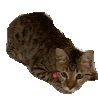 Cat No Sticker by MUMTAZ COLLECTIONS