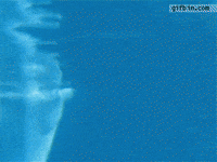 Dolphin Rings GIF