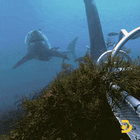 Shark Cage GIF by Shark Week