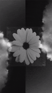 nashmoch  GIF