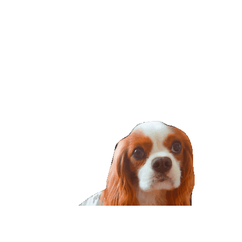 Happy Dog Sticker