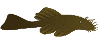 Fish Catfish Sticker by AQUAEL