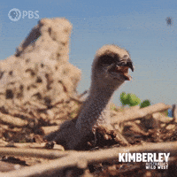 Hungry Feed Me GIF by PBS