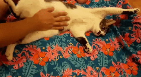 derricklin moocat GIF